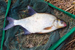 The Common bream (Abramis brama) on a landing net. The Common bream (Abramis brama) on a landing net.