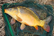 The Common carp (Cyprinus carpio). The Common carp (Cyprinus carpio).