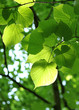 green spring foliage