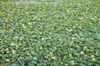 Lotus field