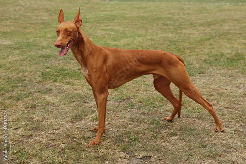 Photo: Pharaoh hound / Pharaoh dog Pharaoh hound / Pharaoh dog