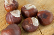 Conkers on a Tree stump