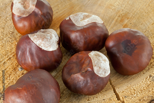 Photo: Conkers on a Tree stump Conkers on a Tree stump