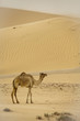 Abu Dhabi