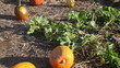 Pumpkin patch