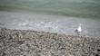 Wondering seagull on rocky stones beach