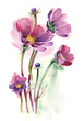 Watercolor -Cosmos flowers- Watercolor -Cosmos flowers-