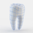 Human Teeth