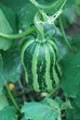 Harvest