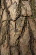 wooden background