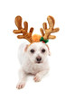 White maltese wearing antlers