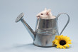 Souris dans son arrosoir Souris dans son arrosoir