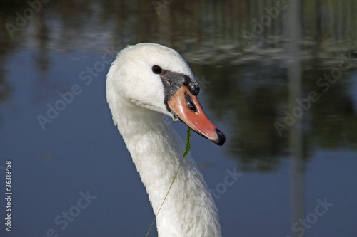 Photo: Schwan mit Grünzeug im Schnabel Schwan mit Grünzeug im Schnabel