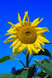 ao_110925_0684_WIP Sonnenblume ao_110925_0684_WIP Sonnenblume