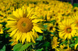 ao_110925_0704_WIP Sonnenblume ao_110925_0704_WIP Sonnenblume