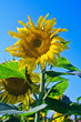 ao_110925_0707_WIP Sonnenblume ao_110925_0707_WIP Sonnenblume