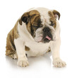 disgusted dog