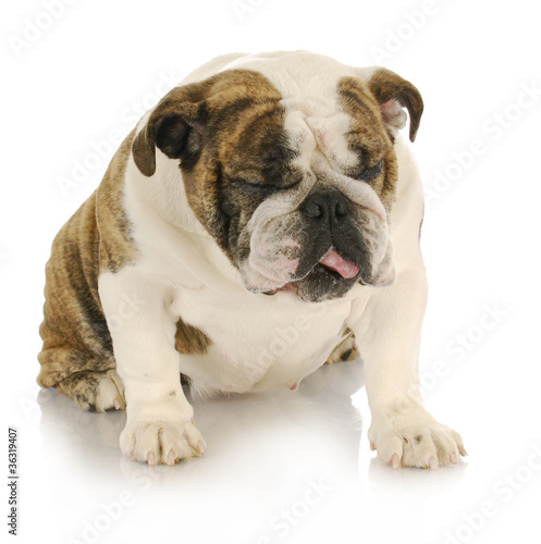Photo: disgusted dog disgusted dog