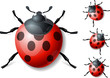 Coccinelle