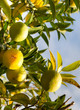 Tangerines.