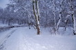 schneelandschaft schneelandschaft