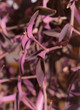 Purple flowers.