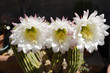 kakteenblüten
