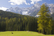 Grüne Weidewiese in den Bergen.