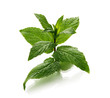 Mint leaves over white background