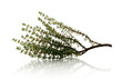 thyme over white background