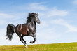 Black horse rung gallop on freedom