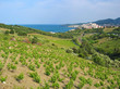 Vineyard and sea Vineyard and sea