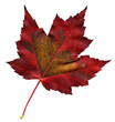 Maple leaf