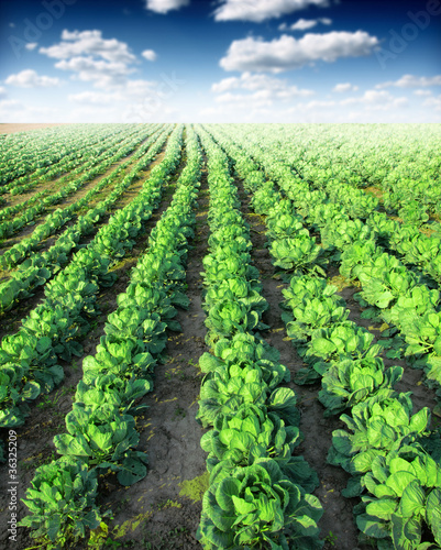Photo: Cabbage field Cabbage field