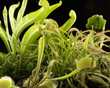 carnivorous plants