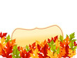 Autumn leaves on white background Autumn leaves on white background