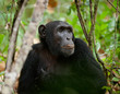 Wild Chimpanzee   portrait
