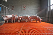 piglets in the enclosure