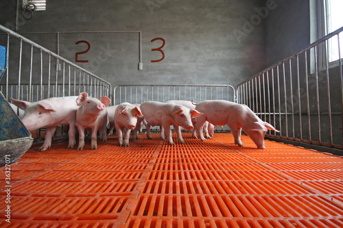 Photo: piglets in the enclosure piglets in the enclosure