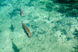 Poisson Capitaine dans le lac sacré