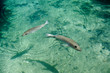 Poissons dans le Lac Sacré, Mahajanga Poissons dans le Lac Sacré, Mahajanga