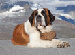 St. Bernard Dog