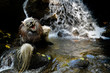 Werwolf am Wasser