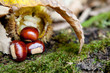 castagne con foglie e muschio castagne con foglie e muschio