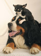 Foto: BOVARO BERNESE E CHIHUAHUA. BOVARO BERNESE E CHIHUAHUA.