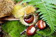 castagne con muschio e felci castagne con muschio e felci