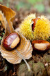 castagne in autunno