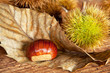 castagna con foglia e ricci castagna con foglia e ricci