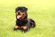 Rottweiler 5
