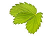 Wild strawberry leaf Wild strawberry leaf